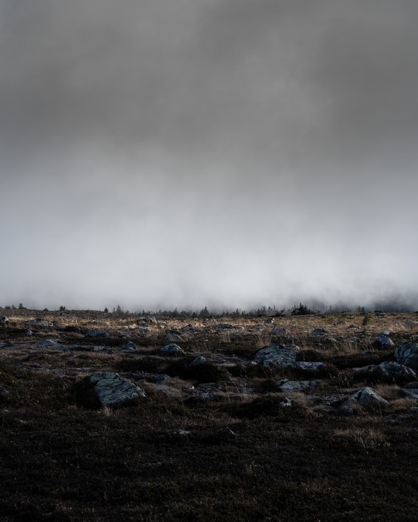 The Mist