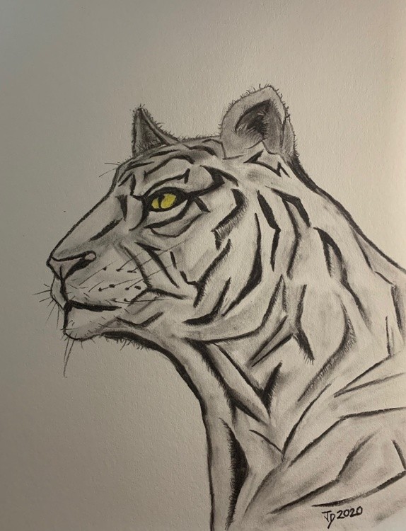 Charcoal Tiger 