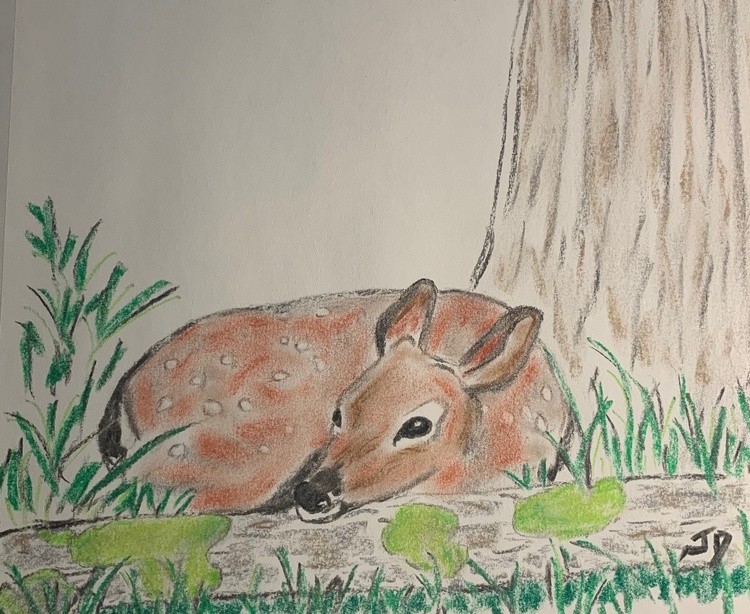 fawn by tree color (2)