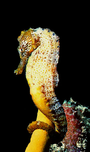 Sea Horse