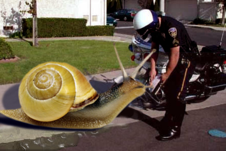 Speeding Ticket