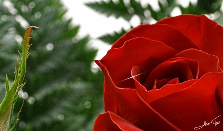 Rose 3 wm