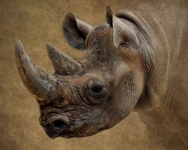 Rhino