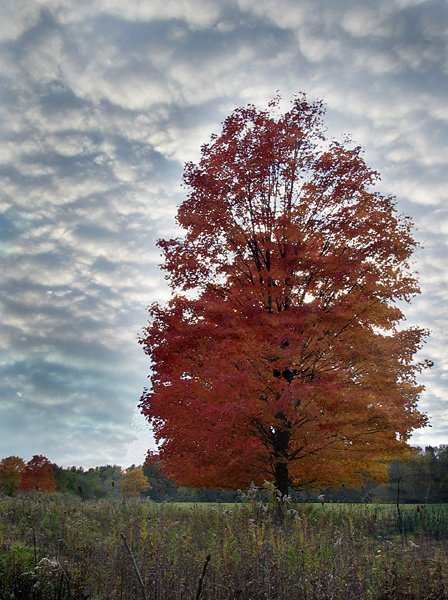 Standing Tall In The Fall
