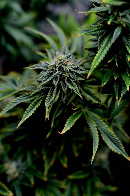 Flowering Cannabis
