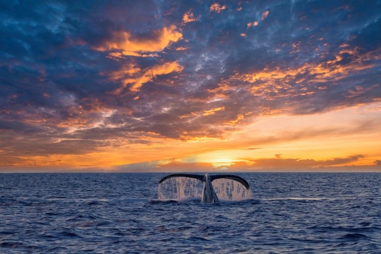 Humpback Drama