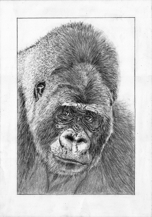Mountain Gorilla