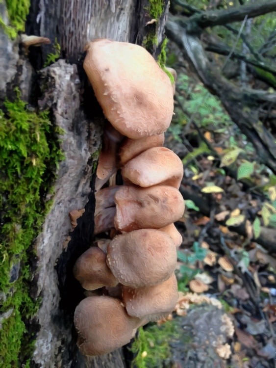 Mushrooms On a Log