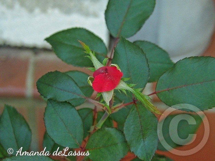 Ready To Bloom