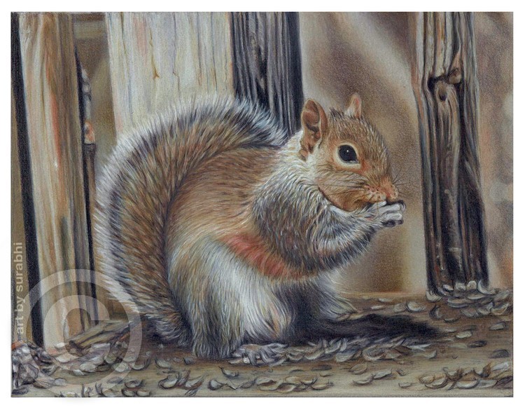 Squirrel