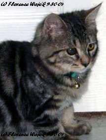 Kitty Kitty Gracie