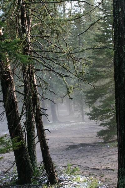 Misty Morning
