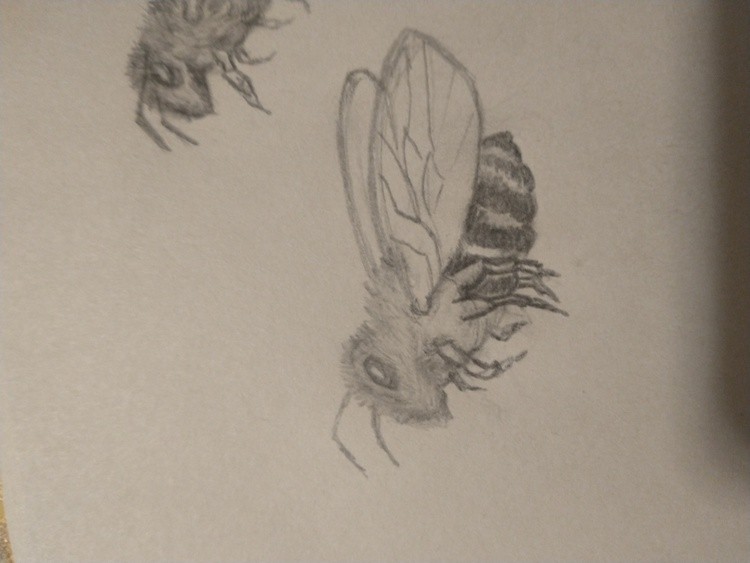 Bee Sketch