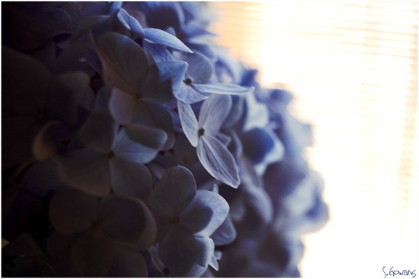 Flowers in the kitchen...
