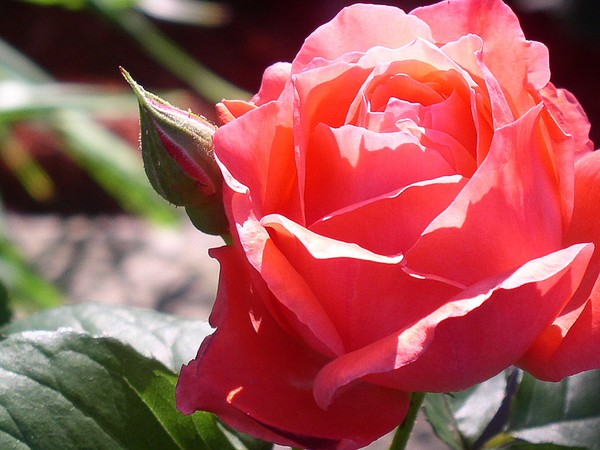 Blush