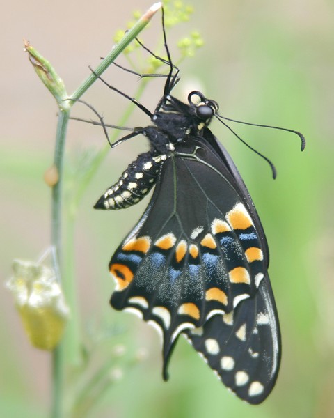 Black Swallowtail Butterfly