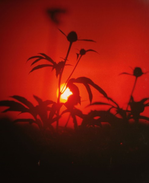 Peonies at Sundown