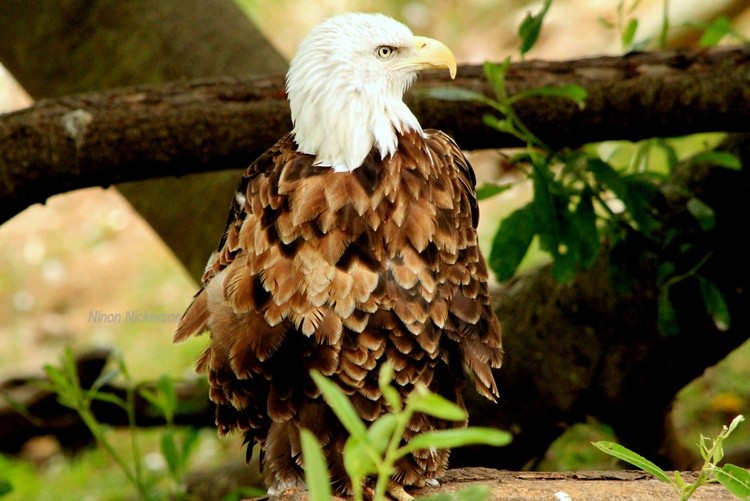 AmericanEagle