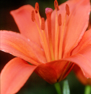 Orange Lily