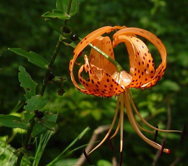 Orange Beauty
