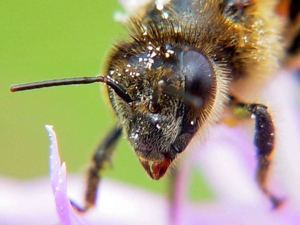 Macro of a Bee's head