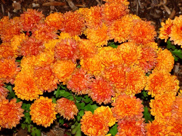 Orange is beautiful
