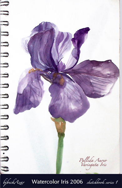 Iris Pallida