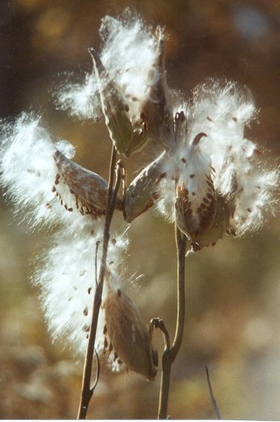 Blowing in the wind