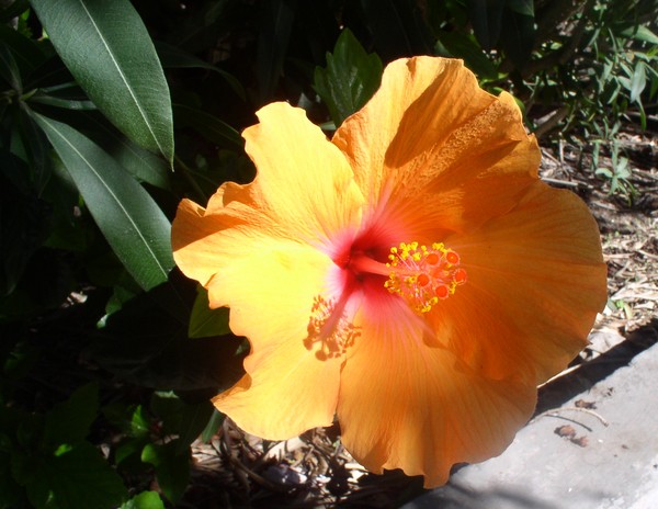 Sunny Flower