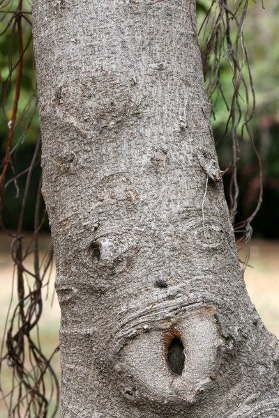 The Singing Tree