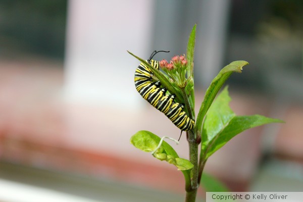 Monarch Caterpillar