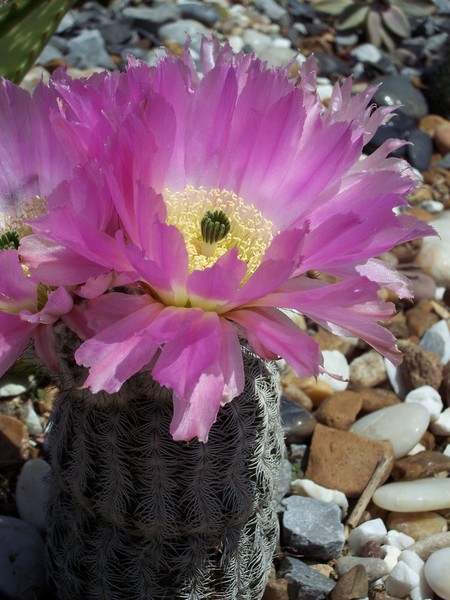 Cactus Flower