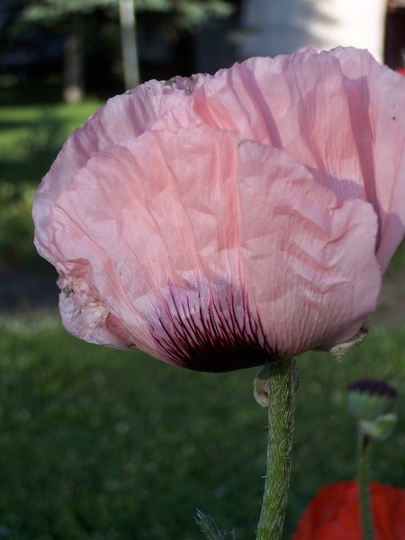 Pink Poppy