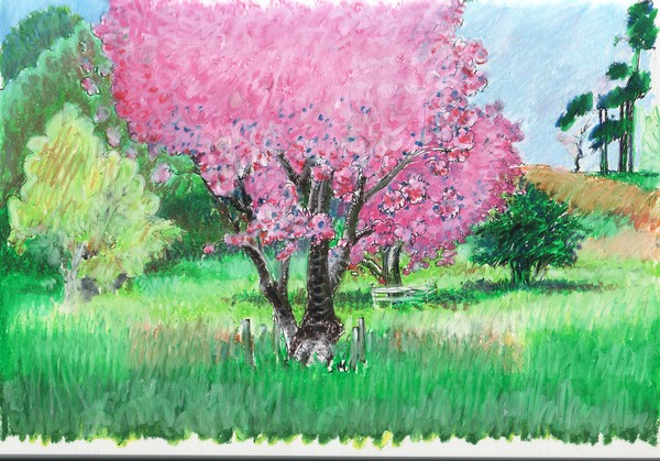Blooming Cherries