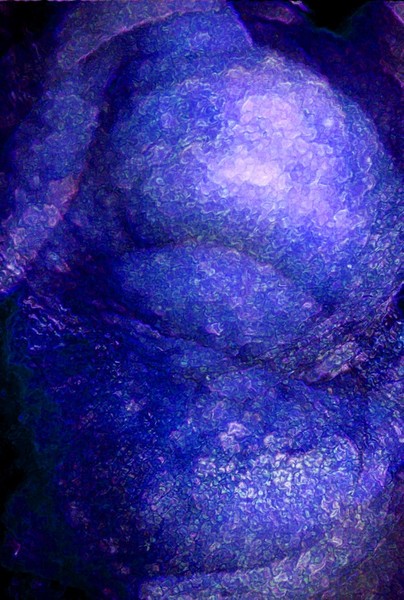 Zygote