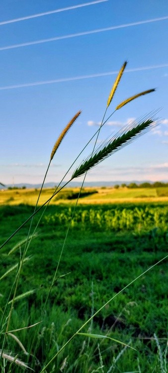 Landscaps-I