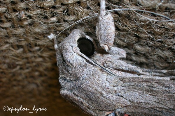 The Eye