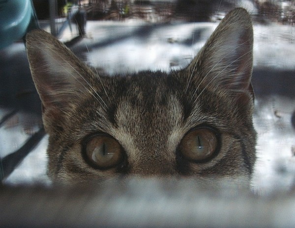 Can I come in?