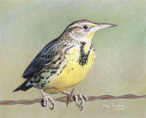 Western Meadowlark