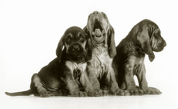 Hounds