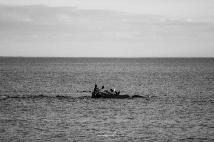 Birds At The Ocean