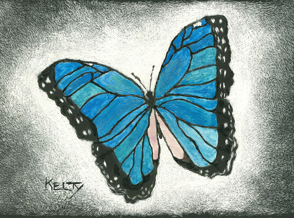 Blue Morph Butterfly