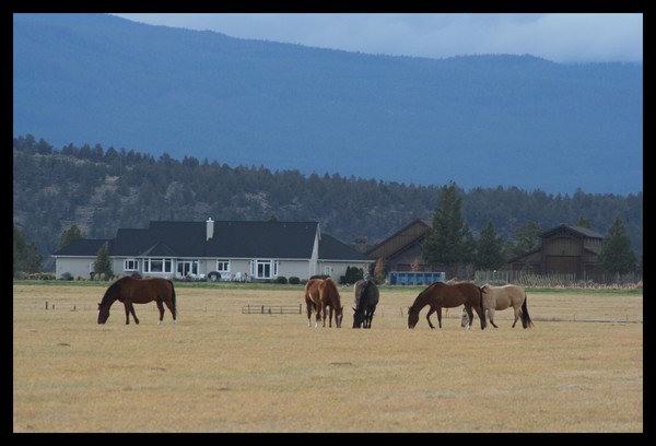 Herd