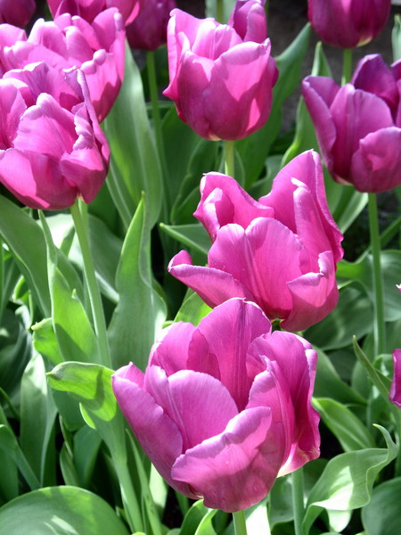 Tulips