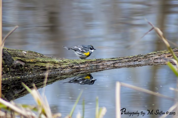 The Reflection