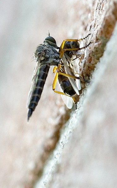 The cruelty of Nature