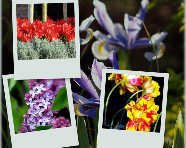 Enjoy my Garden