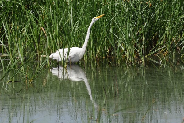Reflected Great Egret