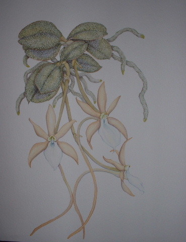 Aerangis punctata