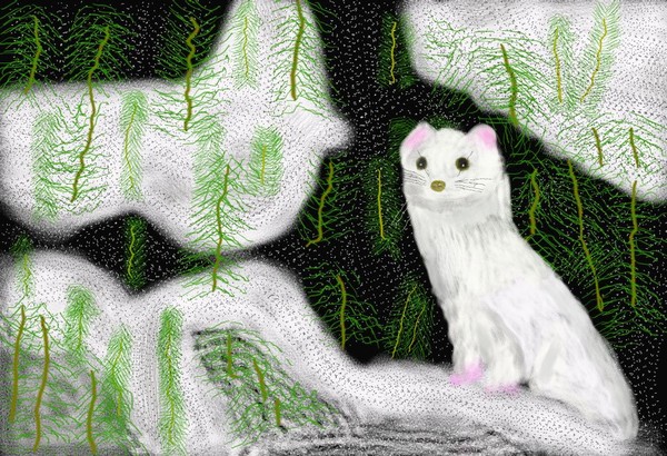 O388 White Mink